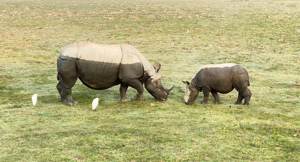 One Horned Rhinos at Kaziranga